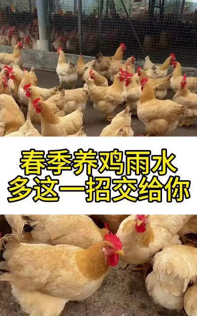 青鱼养殖，掌握关键技巧，提升养殖效益