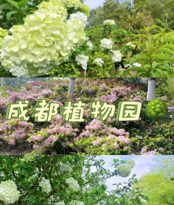 青鱼养殖，掌握关键技巧，提升养殖效益