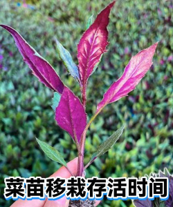 小众送妈妈的花有哪些花