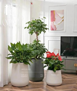 青鱼养殖，掌握关键技巧，提升养殖效益