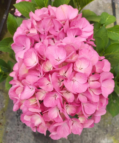 云南花卉品种,丰富多样,适合不同场景,选对才能养好 云南花卉品种,丰富多样,适合不同场景,选对才能养好