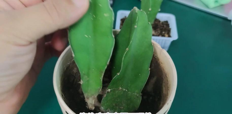 小众送妈妈的花有哪些花