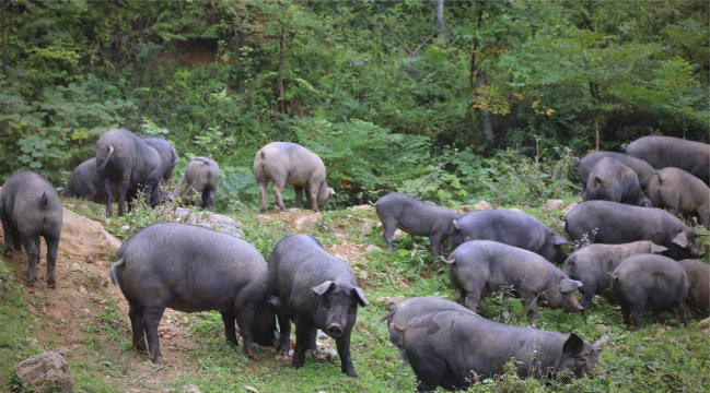 养殖黑猪,掌握关键技巧,实现高效增收 养殖黑猪,掌握关键技巧,实现高效增收