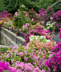 阿斯匹林能养花吗，了解实际效果，掌握正确用法