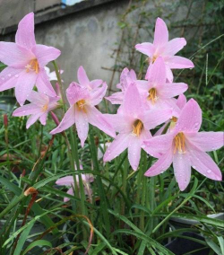 小众送妈妈的花有哪些花