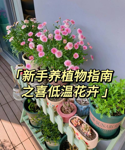 阿斯匹林能养花吗，了解实际效果，掌握正确用法