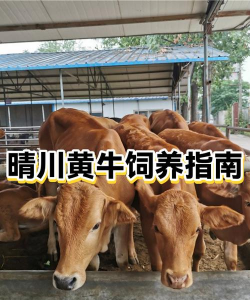 室内花卉装饰，提升居家氛围，打造自然空间