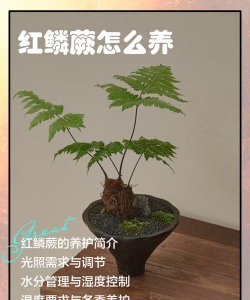 养花不好的人煞气多，养花常见问题，如何化解煞气