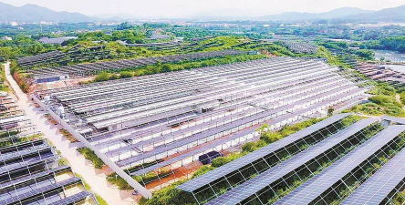 养花不好的人煞气多，养花常见问题，如何化解煞气