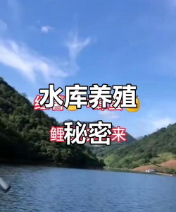 青鱼养殖，掌握关键技巧，提升养殖效益