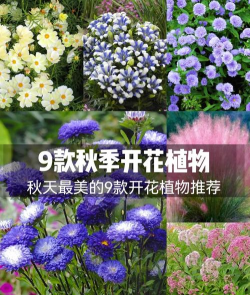 养花不好的人煞气多，养花常见问题，如何化解煞气