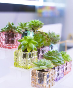 养花不好的人煞气多，养花常见问题，如何化解煞气