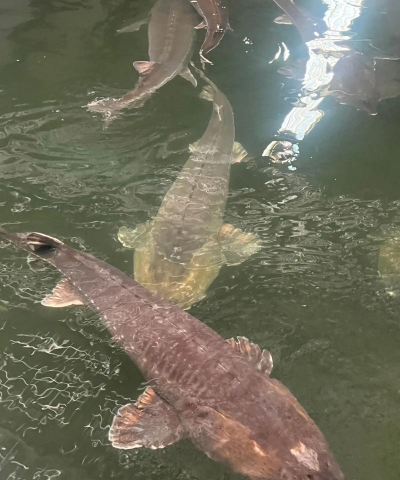 养花不好的人煞气多，养花常见问题，如何化解煞气