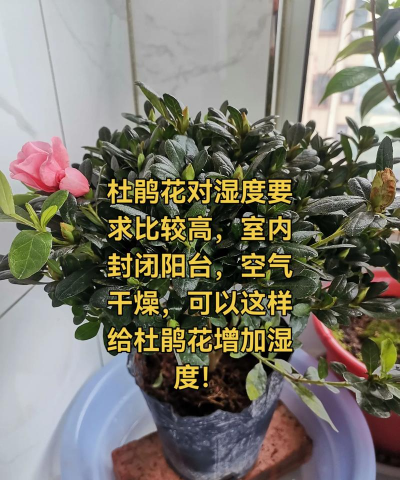 重庆养花群,交流养花心得,分享本地经验 重庆养花群,交流养花心得,分享本地经验