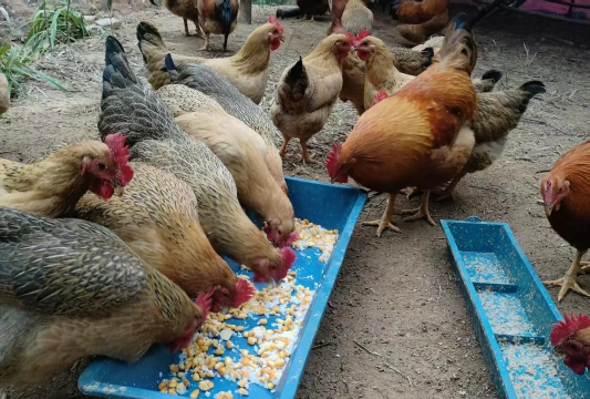 山鸡养殖，场地选择，饲料搭配