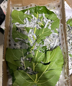 蚕便养花，天然肥料，省钱又环保