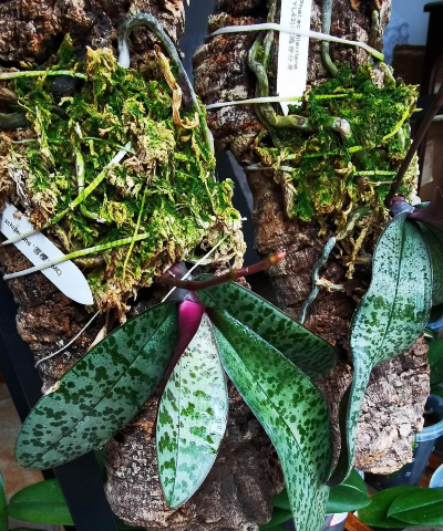 蝴蝶养殖,掌握关键技巧,打造美丽花园 蝴蝶养殖,掌握关键技巧,打造美丽花园