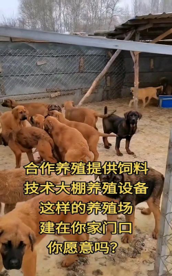 养殖肉狗,市场前景广阔,技术要点需掌握 养殖肉狗,市场前景广阔,技术要点需掌握