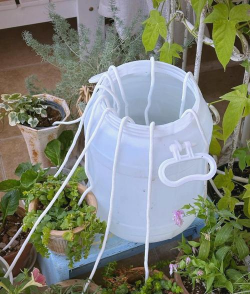 家里阳光不足怎么养花，选对植物种类，掌握养护技巧