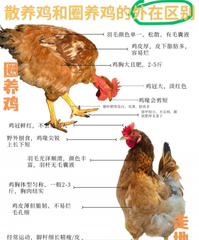 养花不好的人煞气多，养花常见问题，如何化解煞气