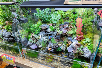 室内花卉装饰，提升居家氛围，打造自然空间