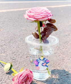 室内花卉装饰，提升居家氛围，打造自然空间