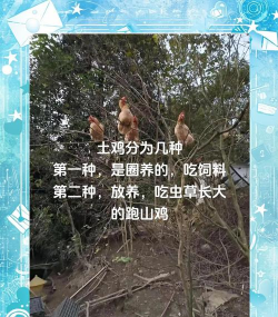 室内花卉装饰，提升居家氛围，打造自然空间