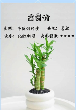 养花不好的人煞气多，养花常见问题，如何化解煞气