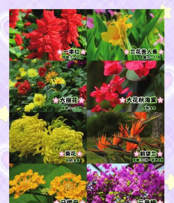 小众送妈妈的花有哪些花