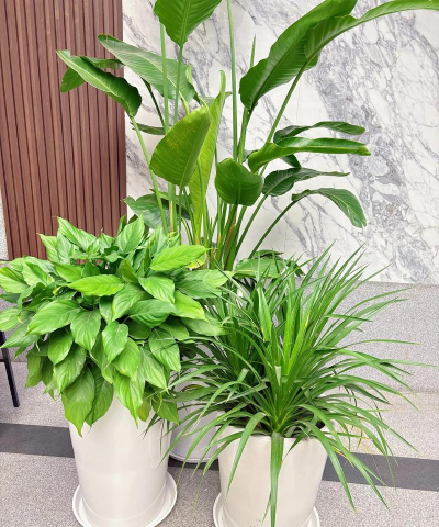 室内花卉租摆，美化办公环境，提升员工心情