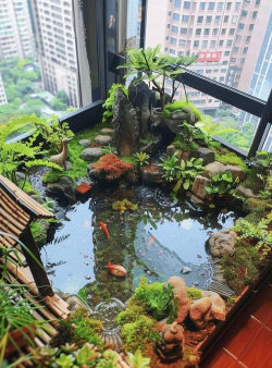 鱼盆养花,选对植物,轻松打造水景花园 鱼盆养花,选对植物,轻松打造水景花园