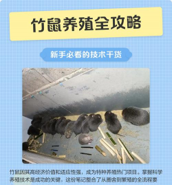养殖竹鼠,掌握关键技巧,实现稳定增收 养殖竹鼠,掌握关键技巧,实现稳定增收