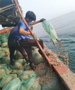 青鱼养殖，掌握关键技巧，提升养殖效益