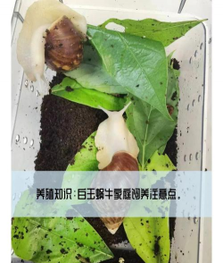 青鱼养殖，掌握关键技巧，提升养殖效益