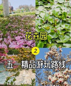 家里阳光不足怎么养花，选对植物种类，掌握养护技巧