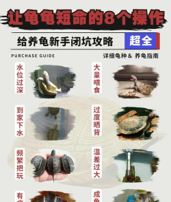养花龟注意，常见问题解答，新手避坑指南