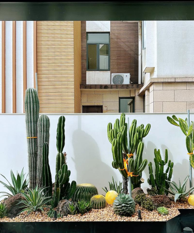 家里阳光不足怎么养花，选对植物种类，掌握养护技巧