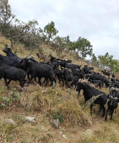 家里阳光不足怎么养花，选对植物种类，掌握养护技巧