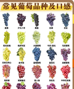 葡萄有多少种品种