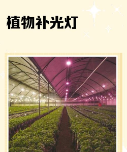 家里阳光不足怎么养花，选对植物种类，掌握养护技巧