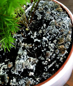 小众送妈妈的花有哪些花