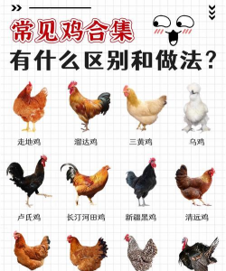 家里阳光不足怎么养花，选对植物种类，掌握养护技巧