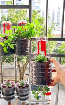 家里阳光不足怎么养花，选对植物种类，掌握养护技巧