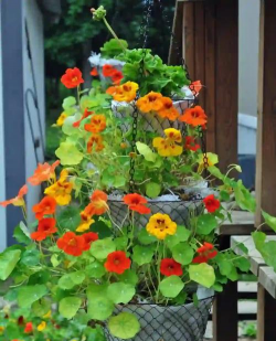 家里阳光不足怎么养花，选对植物种类，掌握养护技巧