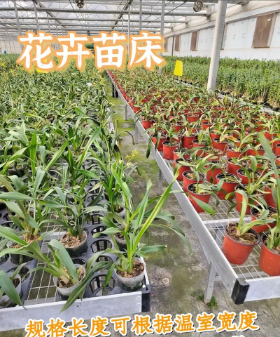 家里阳光不足怎么养花，选对植物种类，掌握养护技巧