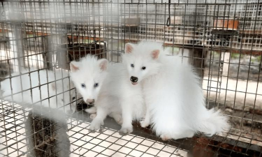 小众送妈妈的花有哪些花