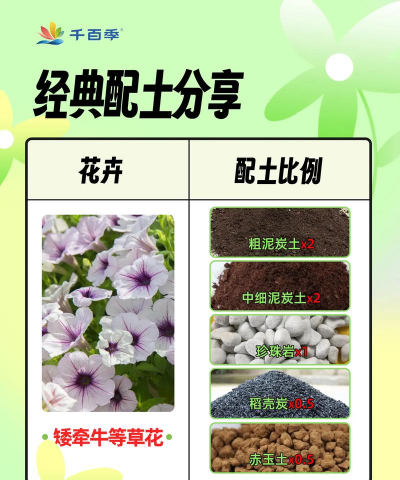 家里阳光不足怎么养花，选对植物种类，掌握养护技巧