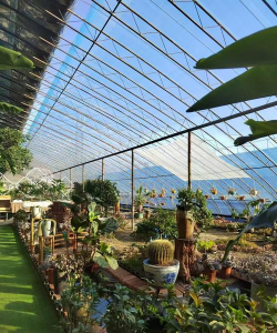 家里阳光不足怎么养花，选对植物种类，掌握养护技巧