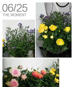 家里阳光不足怎么养花，选对植物种类，掌握养护技巧