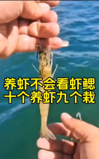 水宝宝养花的好处，提升观赏性，改善家居氛围